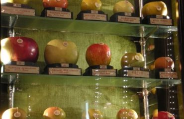 museo della frutta torino
