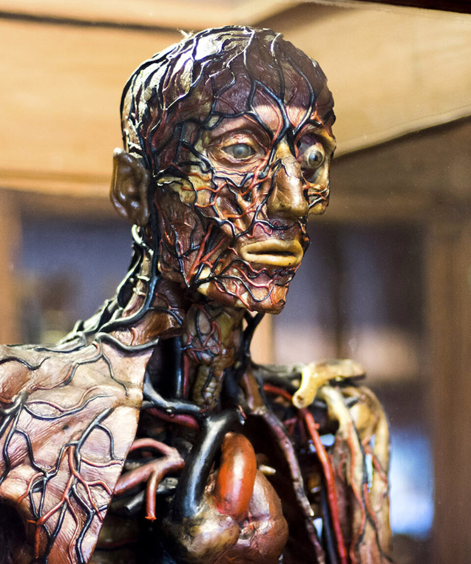 Museo-di-Anatomia-Umana-2
